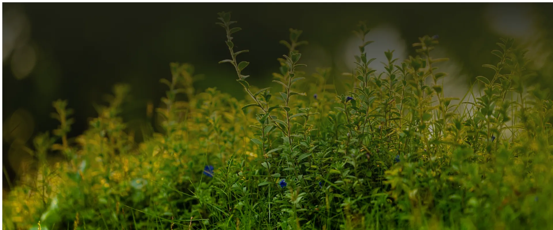 Welche Gemüsesorten wachsen am besten in Hochbeeten?