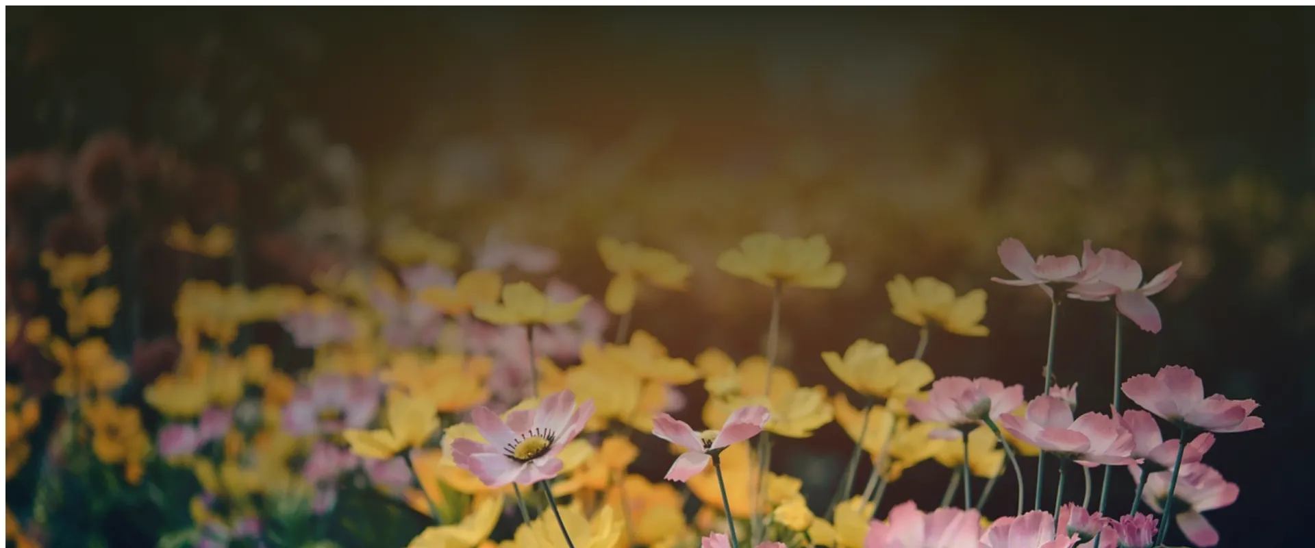 Welche Stauden sind pflegeleicht und blühen jedes Jahr?